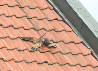 Falcon tinnunculus young in the city. Feeding_.