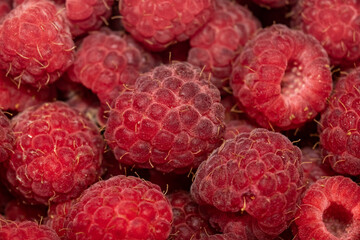 Lots of raspberries.Background. close-up.