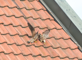 Falcon tinnunculus young in the city. Feeding_.