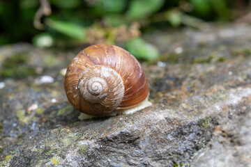 Weinbergschnecke im Haus