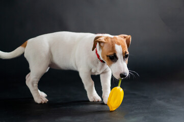 Cute little dog carries a tulip in his mouth and joyfully plays on a black background. Purebred puppy Jack Russell Terrier gives a yellow spring flower on March 8. International Women's Day.