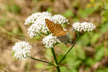 Kaisermantel Schmetterling