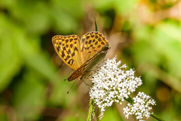 Kaisermantel Schmetterling