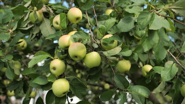 Ripe apples on an apple tree at the end of summer in the garden.