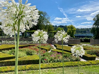 flowers in the garden