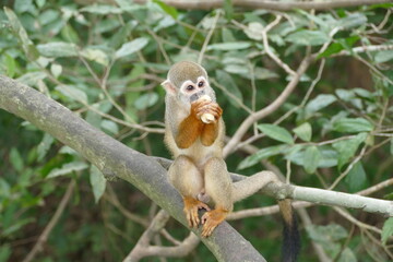 White-fronted capuchin (Cebus albifrons) monkey of the subfamily Cebinae. This wild animal was seen in the rainforest near Manaus, Amazonas, Brazil
