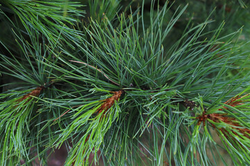Naklejka na ściany i meble green background of pine branches