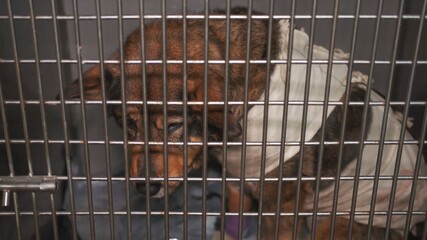 Sick dog in a cage at a veterinary clinic.