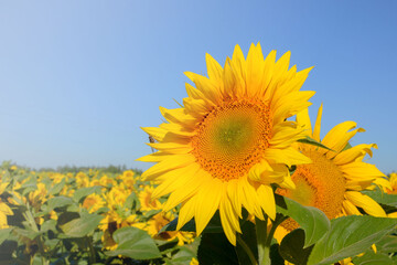 Sunflower flowers close-up on a background of blue sky. Helianthus herbaceous oilseed field. Agriculture. Travel Ukraine.