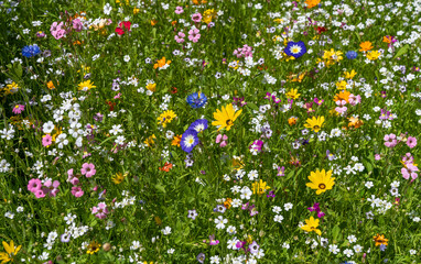 Schöne bunte Blumenwiese im Sommer mit vielen verschiedenen Blumen