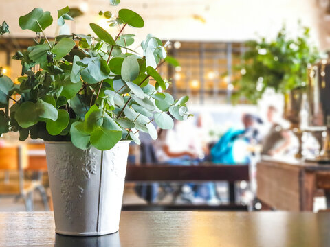 Eucalyptus potplant in a restaurant 