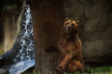 Bär