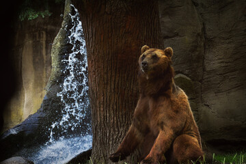 Bär