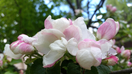 Fototapeta premium Blooming Apple trees in spring. Branch of a flowering Apple tree. Apple blossom.