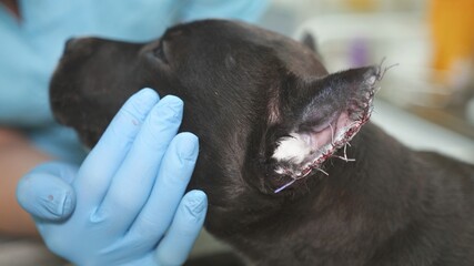 Veterinarian stroking staffordshire terrier in veterinary clinic after surgery to trim the ears.