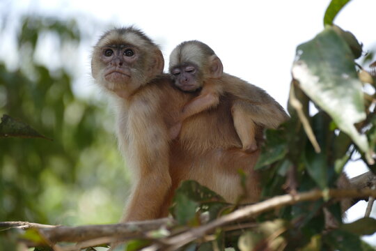 White-fronted capuchin (Cebus albifrons) monkey of the subfamily Cebinae. This wild animal with a little baby on his back was seen in the rainforest near Manaus, Amazonas, Brazil