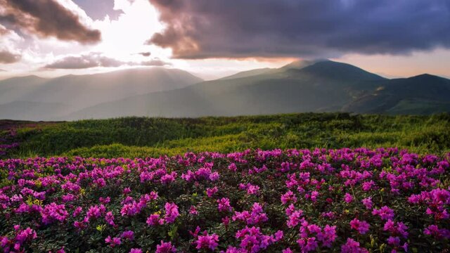 4k Timelapse. Meadows with blooming rhododendron, high mountains and sunlight. Sky with cloud. Majestic summer scenery. Natural landscape.