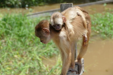 White-fronted capuchin (Cebus albifrons) monkey of the subfamily Cebinae. This wild animal with a little baby on his back was seen in the rainforest near Manaus, Amazonas, Brazil