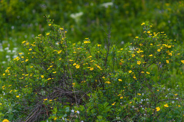 mountain yellow flowers close-up. Mountain Altai flowers