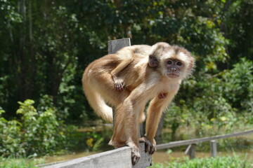 White-fronted capuchin (Cebus albifrons) monkey of the subfamily Cebinae. This wild animal with a little baby on his back was seen in the rainforest near Manaus, Amazonas, Brazil