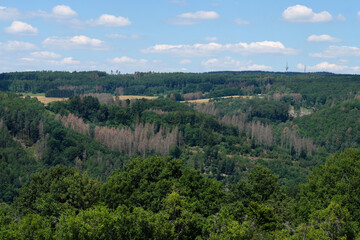 Fototapeta na wymiar Panoramafoto von Waldgebiet im Westerwald mit abgestorbenen Bäumen zwischen gesunden Bäumen und mit Blick auf den Köppel in Rheinland-Pfalz im Juli 2020 - Stockfoto