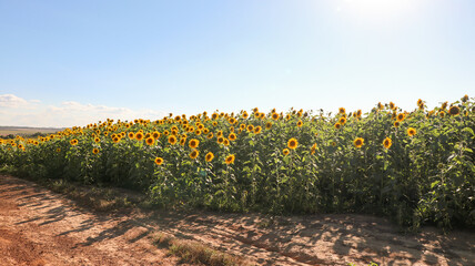 sunflower, large yellow heliotropic flower is cultivated for its edible oils and seeds, name...