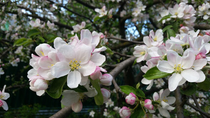 Blooming Apple trees in spring. Branch of a flowering Apple tree. Apple blossom.