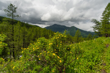 mountain yellow flowers close-up. Mountain Altai flowers