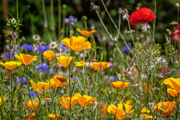 Colourful mix of wild flowers in wild flower meadow, English countryside