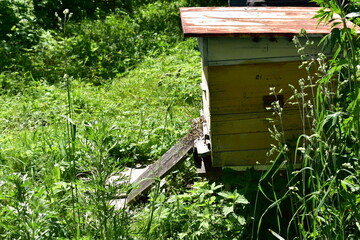 Beehive in the apiary