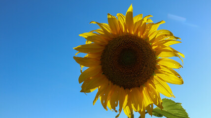 sunflower, large yellow heliotropic flower is cultivated for its edible oils and seeds, name...