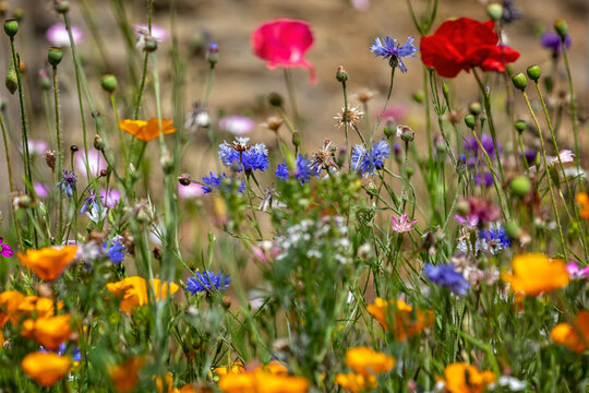 Fototapeta Colourful mix of wild flowers in wild flower meadow, English countryside