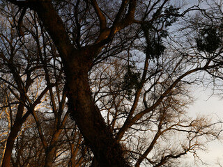 Tree with a lot of branches, city of Waco Texas USA.