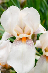 Lite orange iris flower in garden