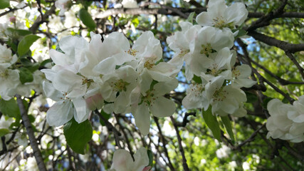 Blooming Apple trees in spring. Branch of a flowering Apple tree. Apple blossom