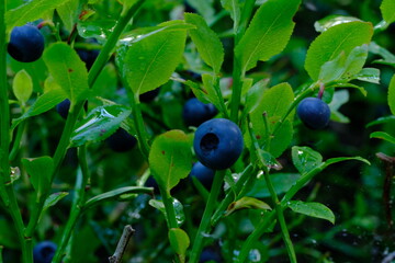sweet juicy forest blueberries in the rain