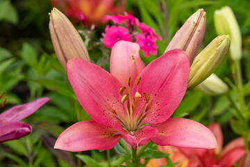 Obraz na płótnie Canvas Garden Lily. Flowers. close up.