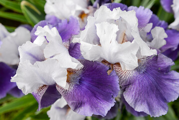 white and violet iris flowers in garden