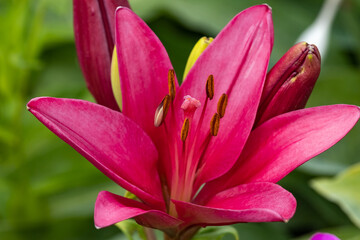 Garden Lily. Flowers. close up.