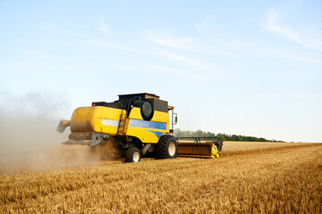 Obraz premium Combine harvester working in wheat field with clear blue sky. Harvesting machine driver cutting crop in a farmland. Agriculture theme, harvesting season.