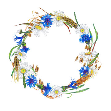 Midsummer meadow wildflowers and cereals. Round frame of chamomile and cornflower with wheat and oat corp. Watercolor hand painted isolated elements on white background.