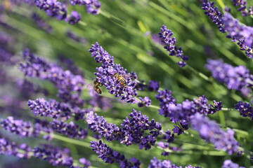 Biene auf Lavendel