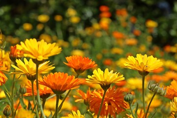 Blumenbeet mit Ringelblumen