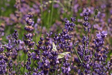 Kleiner Kohlweißling (Pieris rapae) an Lavendel