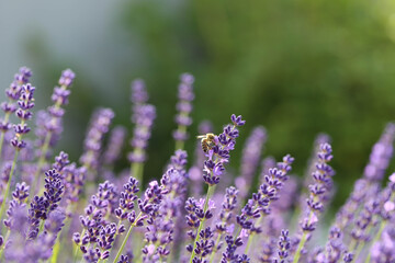 Naklejka premium Biene auf Lavendel