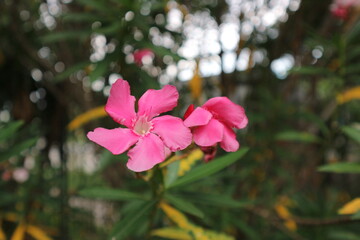 Pink Flowers