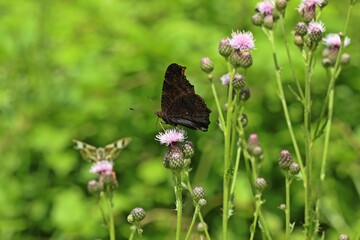 Tagpfauenauge (Aglais io) auf Distel