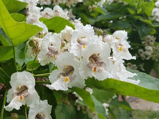 White inflorescences of a plane tree. Flowering spring nature. A source of nectar for insects. Urban green spaces. Sweet smell to attract. Landscaping design with decorative plants. Shade of trees for