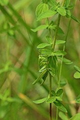 Weibliche Nymphe des Grünen Heupferds (Tettigonia viridissima)