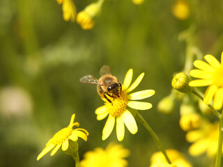 A bee collects nectar from a yellow wildflower. Macro of an insect on a plant with a blurred background. Harvesting. Pollination of plant flowers. Flora and fauna of the temperate region